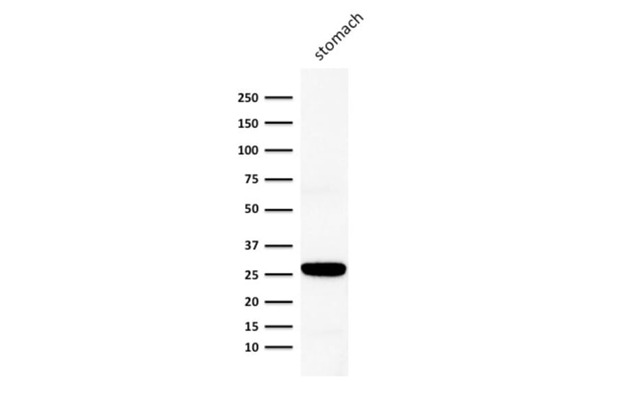 Western Blot - Anti-Connexin 32 Antibody [M12.13] (A248718) - Antibodies.com