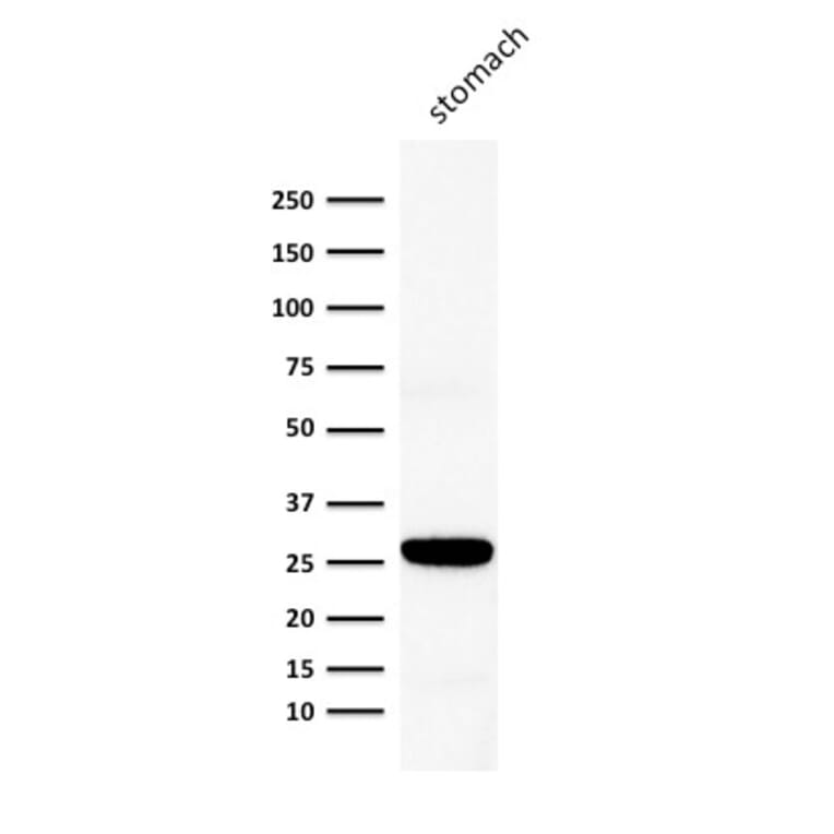 Western Blot - Anti-Connexin 32 Antibody [M12.13] (A248718) - Antibodies.com