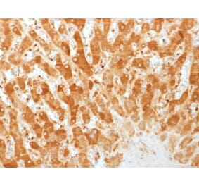 Immunohistochemistry - Anti-Connexin 32 Antibody [GJB1/1753] (A248718) - Antibodies.com