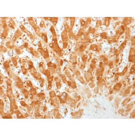 Immunohistochemistry - Anti-Connexin 32 Antibody [GJB1/1753] (A248718) - Antibodies.com