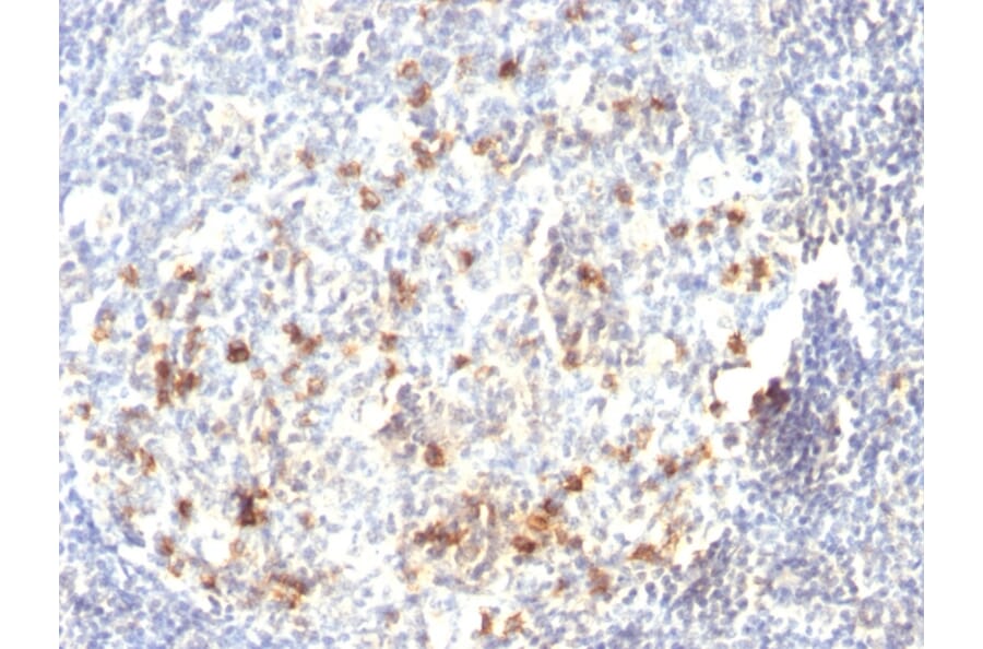 Immunohistochemistry - Anti-CD57 Antibody [HNK-1 or Leu-7] (A248720) - Antibodies.com