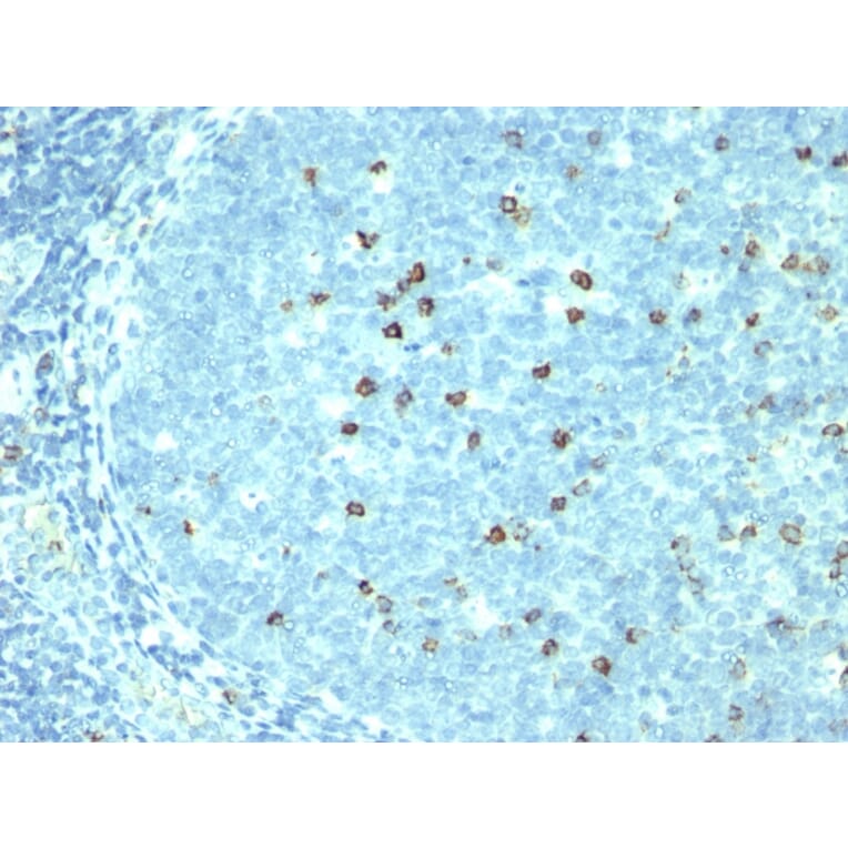 Immunohistochemistry - Anti-CD57 Antibody [SPM527] (A248721) - Antibodies.com