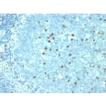 Immunohistochemistry - Anti-CD57 Antibody [SPM527] (A248721) - Antibodies.com