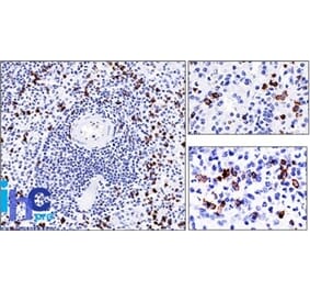 Immunohistochemistry - Anti-CD57 Antibody [NK-1] (A248722) - Antibodies.com