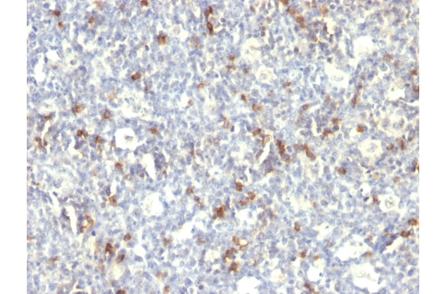 Immunohistochemistry - Anti-CD57 Antibody [SPM129] (A248723) - Antibodies.com
