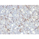 Immunohistochemistry - Anti-CD57 Antibody [SPM129] (A248723) - Antibodies.com