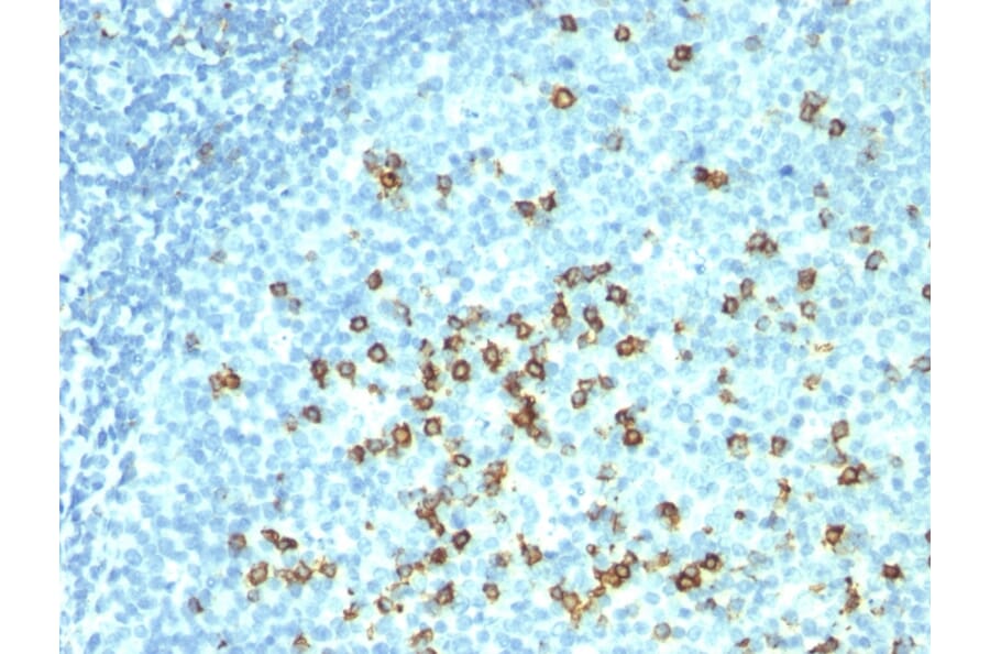Immunohistochemistry - Anti-CD57 Antibody [HNK-1 + NK-1] (A248724) - Antibodies.com