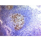 Immunohistochemistry - Anti-CD57 Antibody [NK/804] (A248725) - Antibodies.com