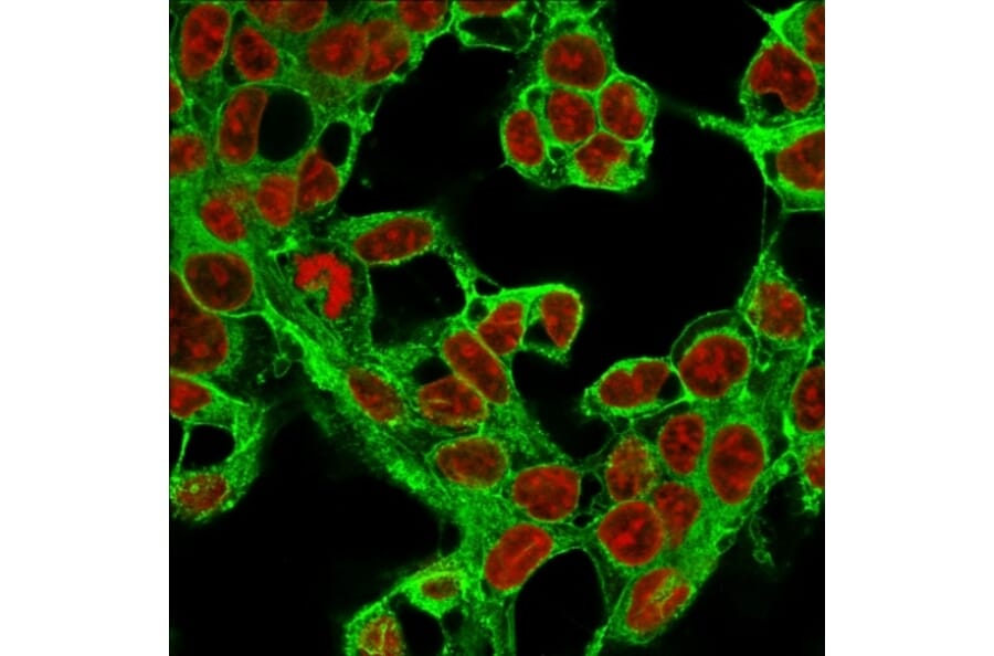 Immunofluorescence - Anti-Glypican 3 Antibody [1G12] (A248727) - Antibodies.com