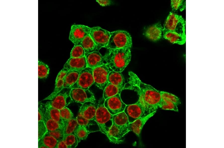 Immunofluorescence - Anti-Glypican 3 Antibody [rGPC3/863] (A248731) - Antibodies.com