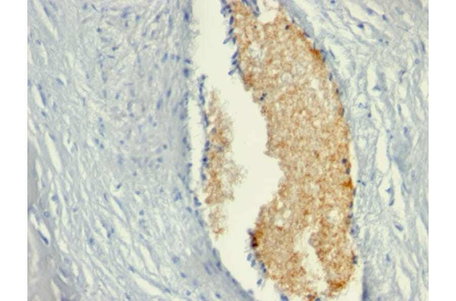 Immunohistochemistry - Anti-AMPD3 Antibody [AMPD3/901] (A248733) - Antibodies.com
