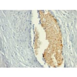 Immunohistochemistry - Anti-AMPD3 Antibody [AMPD3/901] (A248733) - Antibodies.com