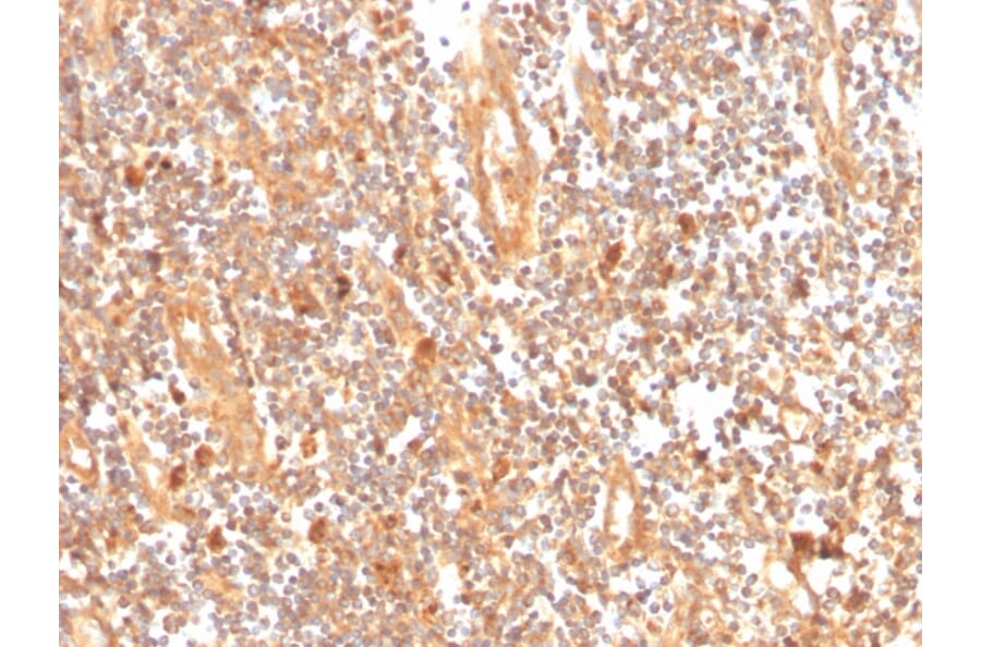 Immunohistochemistry - Anti-GCLM Antibody [CPTC-GCLM-1] (A248734) - Antibodies.com