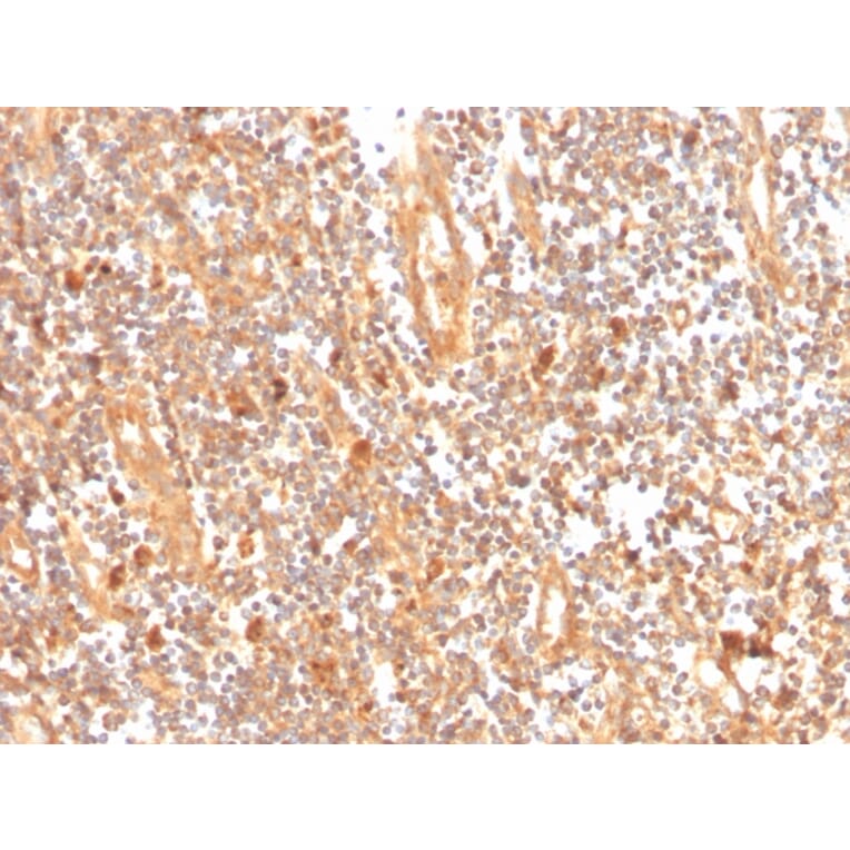 Immunohistochemistry - Anti-GCLM Antibody [CPTC-GCLM-1] (A248734) - Antibodies.com
