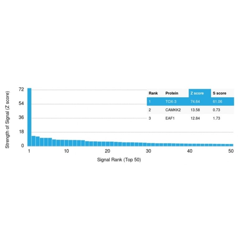 Protein Array - Anti-TOX3 Antibody [TOX3/1123] (A248735) - Antibodies.com