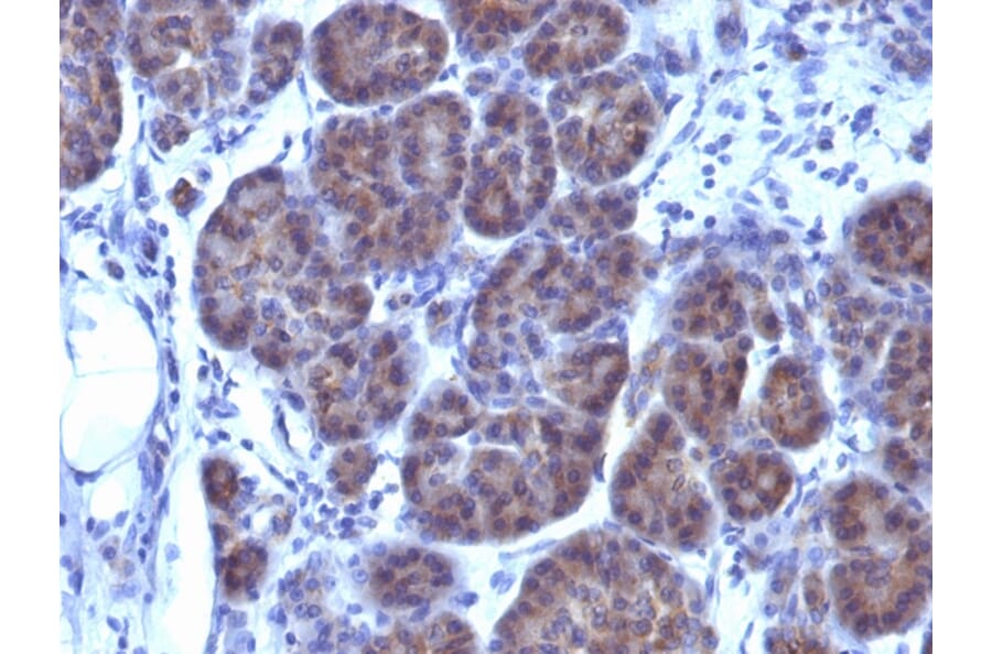 Immunohistochemistry - Anti-GLG1 Antibody [GLG1/970] (A248737) - Antibodies.com