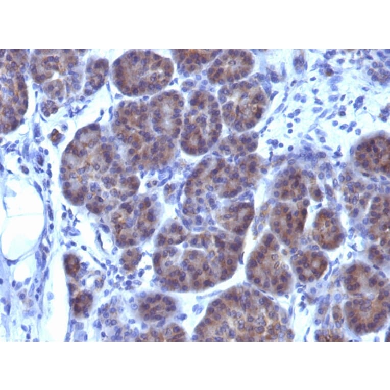 Immunohistochemistry - Anti-GLG1 Antibody [GLG1/970] (A248737) - Antibodies.com