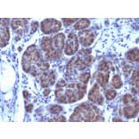 Immunohistochemistry - Anti-GLG1 Antibody [GLG1/970] (A248737) - Antibodies.com