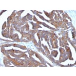 Immunohistochemistry - Anti-GnRHR Antibody [F1G4] (A248742) - Antibodies.com