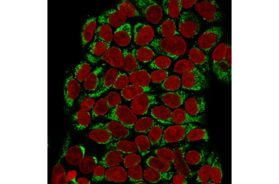 Immunofluorescence - Anti-GnRHR Antibody [F1G4] (A248741) - Antibodies.com