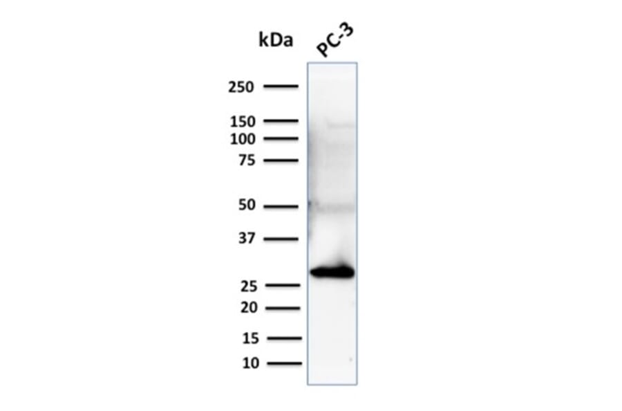 Western Blot - Anti-14-3-3 Sigma Antibody [CPTC-SFN-2] (A248746) - Antibodies.com