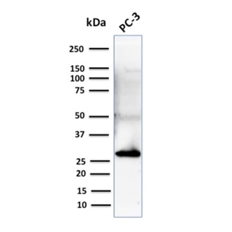 Western Blot - Anti-14-3-3 Sigma Antibody [CPTC-SFN-2] (A248746) - Antibodies.com