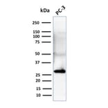 Western Blot - Anti-14-3-3 Sigma Antibody [CPTC-SFN-2] (A248746) - Antibodies.com