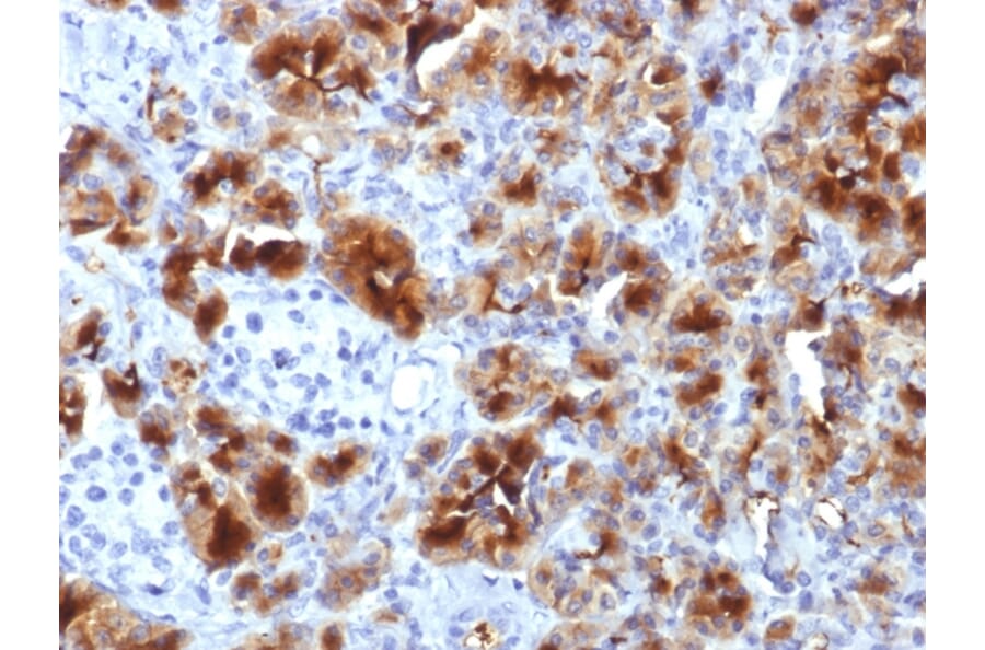 Immunohistochemistry - Anti-Glycoprotein 2 Antibody [GP2/1712] (A248747) - Antibodies.com