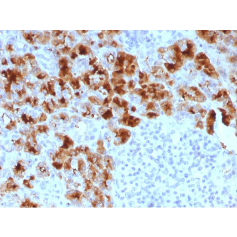 Immunohistochemistry - Anti-Glycoprotein 2 Antibody [GP2/1803] (A248748) - Antibodies.com