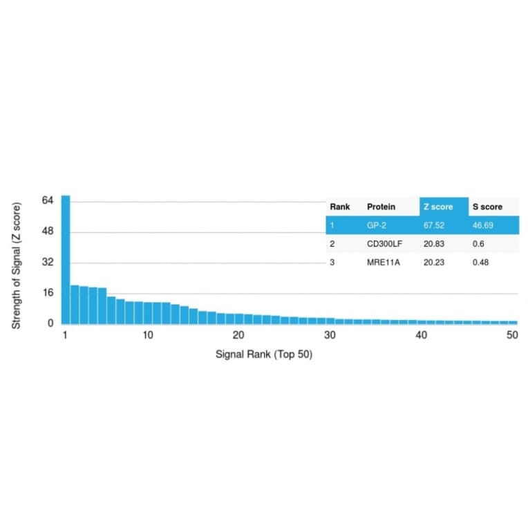 Protein Array - Anti-Glycoprotein 2 Antibody [GP2/1803] (A248747) - Antibodies.com