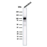 Western Blot - Anti-Glycoprotein 2 Antibody [GP2/1803] (A248748) - Antibodies.com