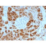 Immunohistochemistry - Anti-Glycoprotein 2 Antibody [GP2/1805] (A248749) - Antibodies.com