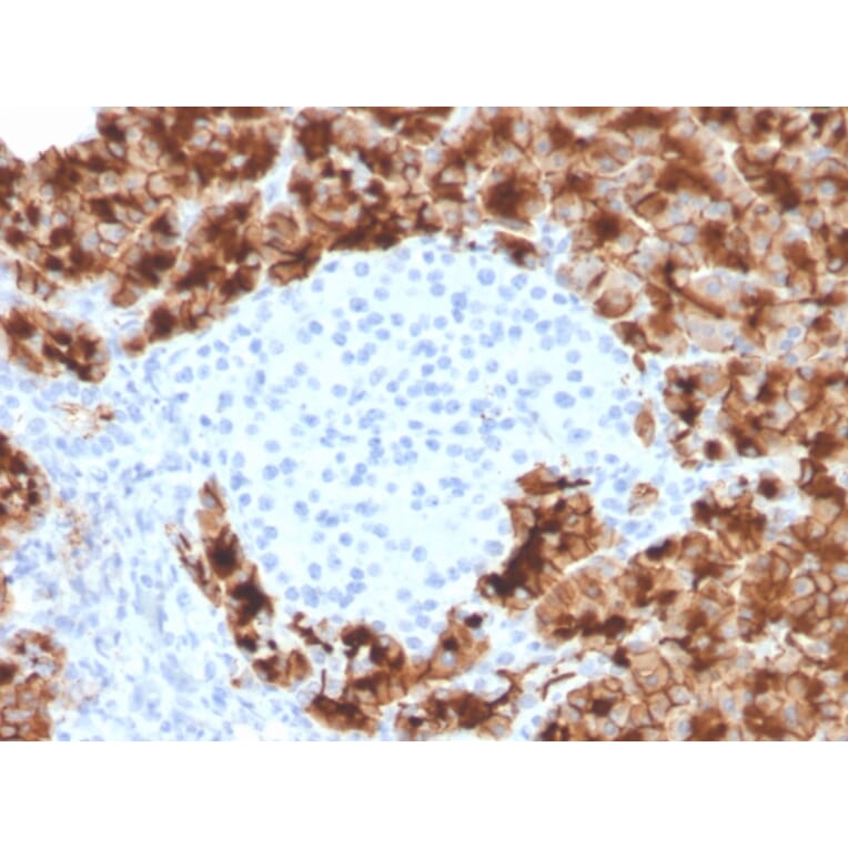 Immunohistochemistry - Anti-Glycoprotein 2 Antibody [GP2/3416] (A248750) - Antibodies.com