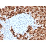 Immunohistochemistry - Anti-Glycoprotein 2 Antibody [GP2/3416] (A248750) - Antibodies.com
