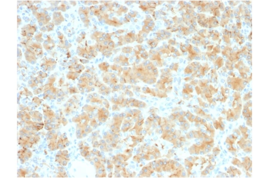 Immunohistochemistry - Anti-Glycoprotein 2 Antibody [GP2/2569R] (A248750) - Antibodies.com