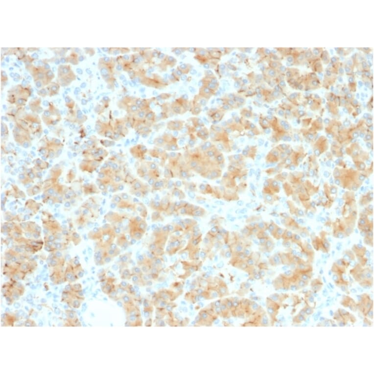Immunohistochemistry - Anti-Glycoprotein 2 Antibody [GP2/2569R] (A248750) - Antibodies.com