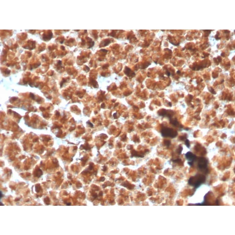 Immunohistochemistry - Anti-Glycoprotein 2 Antibody [GP2/3134R] (A248751) - Antibodies.com