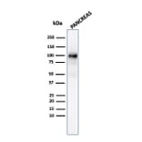 Western Blot - Anti-Glycoprotein 2 Antibody [GP2/3134R] (A248752) - Antibodies.com