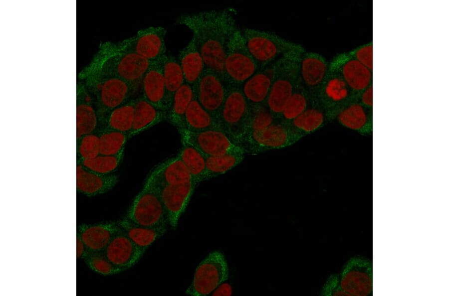 Immunofluorescence - Anti-Glucose 6 Phosphate Isomerase Antibody [CPTC-GPI-1] (A248753) - Antibodies.com