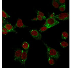 Immunofluorescence - Anti-GPX4 Antibody [LHM 2] (A248754) - Antibodies.com