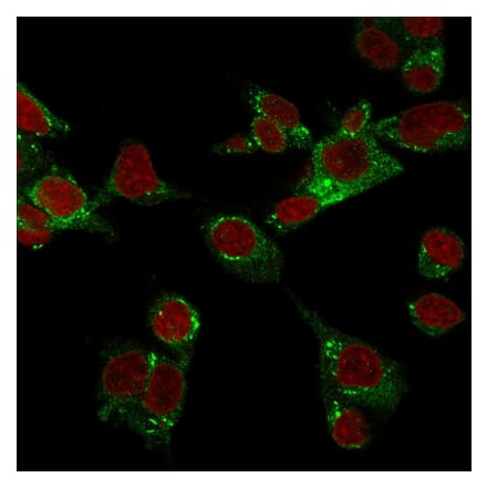 Immunofluorescence - Anti-GPX4 Antibody [LHM 2] (A248754) - Antibodies.com