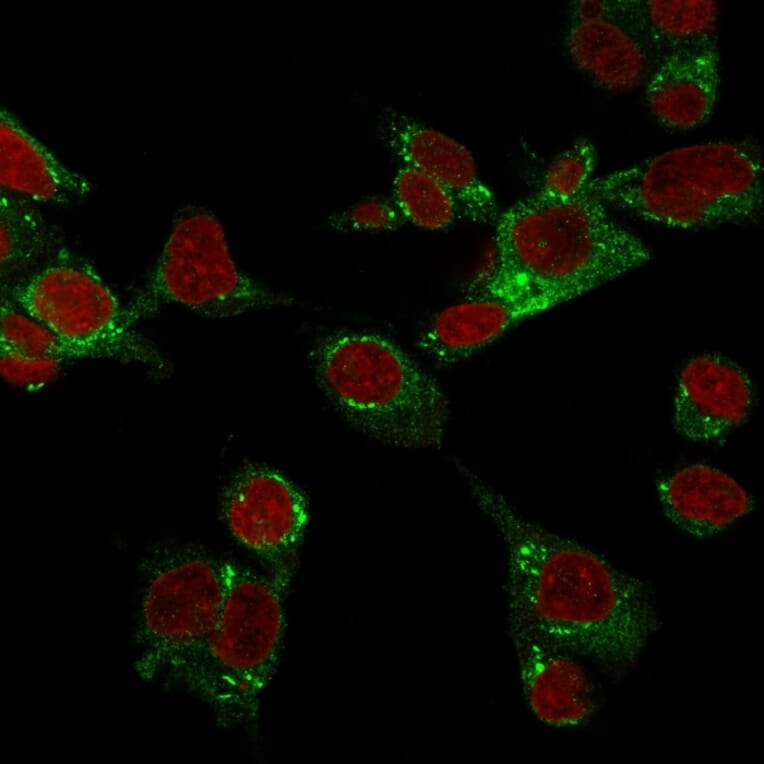 Immunofluorescence - Anti-GPX4 Antibody [LHM 2] (A248754) - Antibodies.com