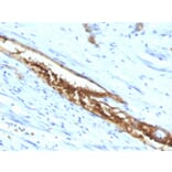 Immunohistochemistry - Anti-Blood Group Antigen A Antibody [3-3A] (A248756) - Antibodies.com