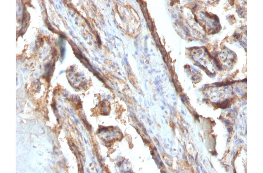 Immunohistochemistry - Anti-Galectin 13 Antibody [PP13/1161] (A248761) - Antibodies.com