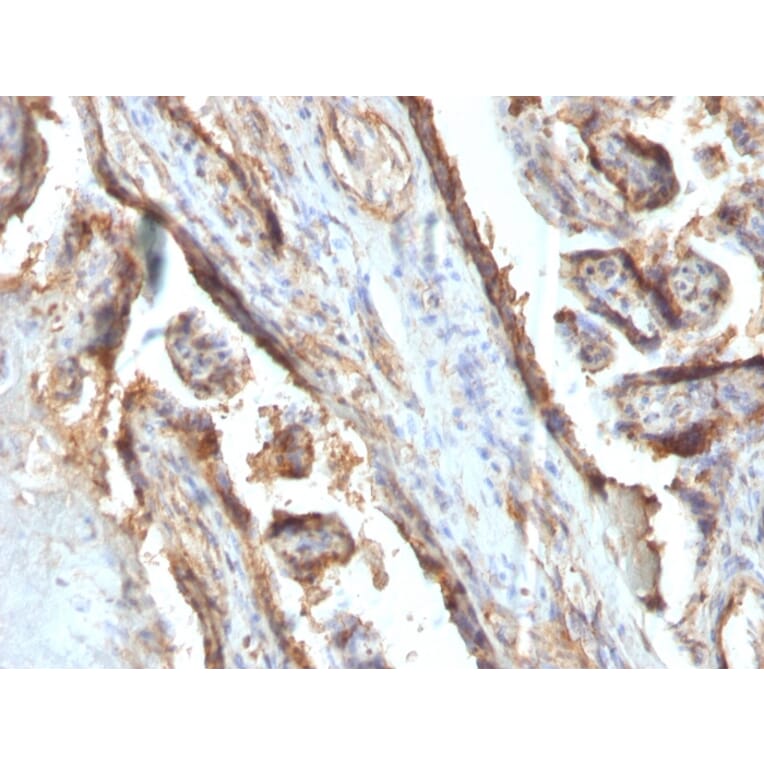 Immunohistochemistry - Anti-Galectin 13 Antibody [PP13/1161] (A248761) - Antibodies.com
