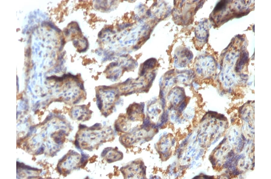 Immunohistochemistry - Anti-Galectin 13 Antibody [PP13/1164] (A248763) - Antibodies.com