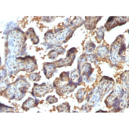 Immunohistochemistry - Anti-Galectin 13 Antibody [PP13/1164] (A248763) - Antibodies.com