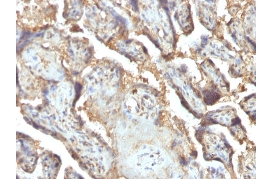 Immunohistochemistry - Anti-Galectin 13 Antibody [PP13/1165] (A248764) - Antibodies.com