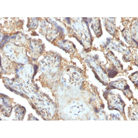 Immunohistochemistry - Anti-Galectin 13 Antibody [PP13/1165] (A248764) - Antibodies.com