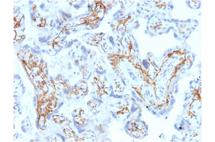 Immunohistochemistry - Anti-Glutathione S Transferase Mu 1 Antibody [CPTC-GSTMu1-3] (A248777) - Antibodies.com